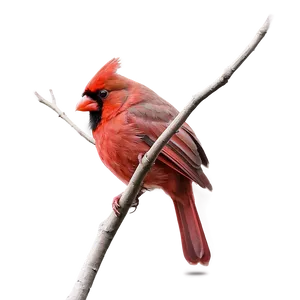 Hand Drawn Cardinal Png 76 PNG Image