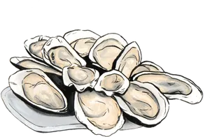 Hand Drawn Clams Illustration PNG Image