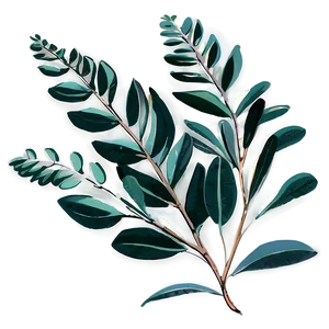 Hand Drawn Eucalyptus Png Vry34 PNG Image