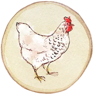 Hand Drawn Hen Illustration PNG Image