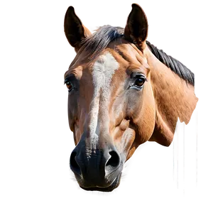 Hand Drawn Horse Head Art Png Xhd95 PNG Image