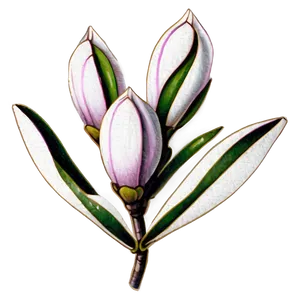 Hand-drawn Magnolia Flower Png 06252024 PNG Image