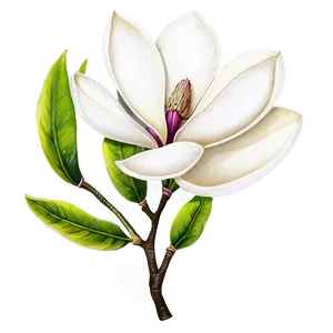 Hand-drawn Magnolia Flower Png 3 PNG Image