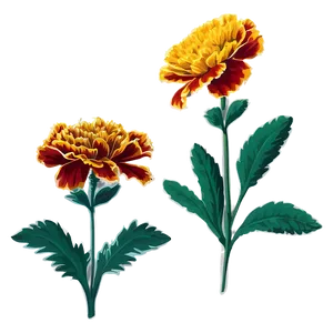 Hand Drawn Marigolds Png 06132024 PNG Image