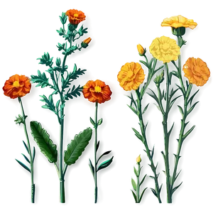 Hand Drawn Marigolds Png 06132024 PNG Image