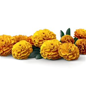 Hand Drawn Marigolds Png 06132024 PNG Image