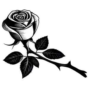 Hand-drawn Rose Black And White Png Qaq PNG Image