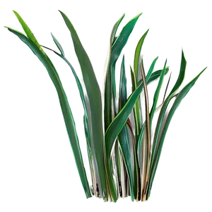 Hand Drawn Seagrass Png Gnn44 PNG Image