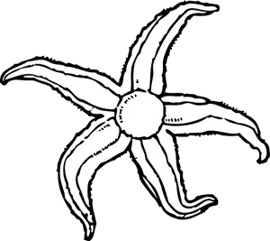 Hand Drawn_ Starfish_ Clipart PNG Image