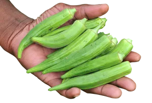 Hand Holding Fresh Okra PNG Image