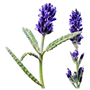 Hand-picked Lavender Png 75 PNG Image