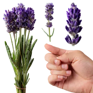 Hand-picked Lavender Png Dcb70 PNG Image