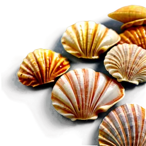 Handpicked Beach Shells Png 06212024 PNG Image