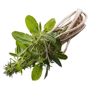 Handpicked Herb Png Vmu PNG Image