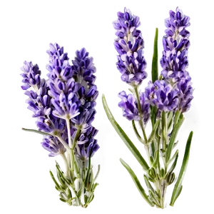 Handpicked Lavender Png Ama PNG Image