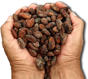 Hands Holding Cacao Beans PNG Image