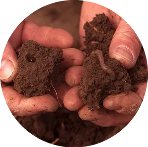 Hands Holding Rich Soil PNG Image