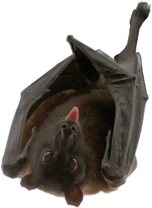 Hanging Bat Black Background.jpg PNG Image