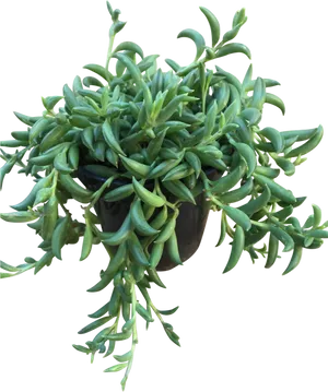 Hanging Green Succulent Plant PNG Image