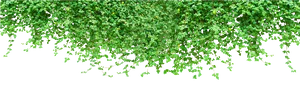 Hanging Green Vines Black Background PNG Image