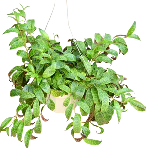 Hanging Pothos Plant PNG Image