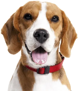 Happy Beagle Portrait PNG Image