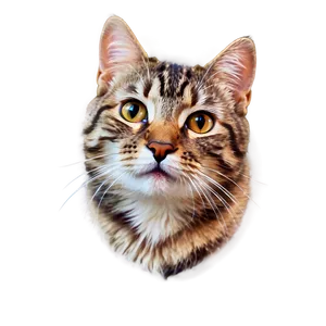 Happy Cat Photo Png Yqt28 PNG Image