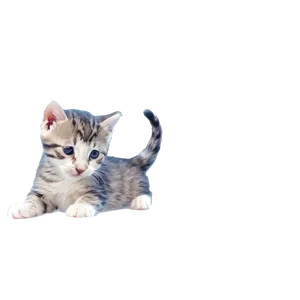 Happy Kitten Graphic Png 06242024 PNG Image