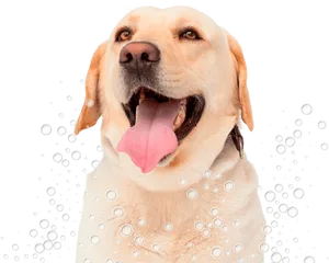 Happy Labrador Bubbles Fun PNG Image