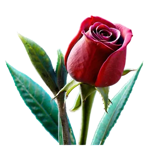 Happy Valentines Day Roses Png Pue72 PNG Image