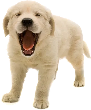 Happy Yawning Puppy PNG Image