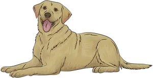 Happy Yellow Labrador Resting.png PNG Image