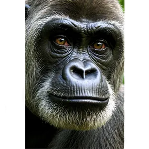 Harambe Cincinnati Zoo Png Tfy PNG Image