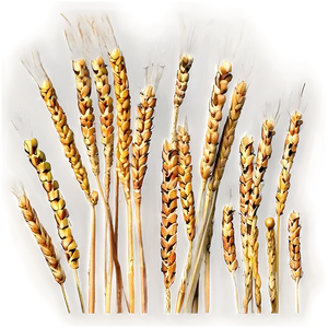 Harvested Wheat Stalks Png 05252024 PNG Image