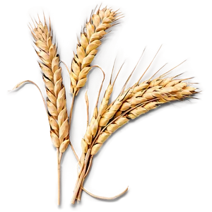 Harvested Wheat Stalks Png 64 PNG Image