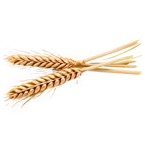 Harvested Wheat Stalks Png Mux PNG Image