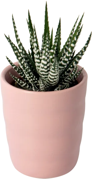 Haworthia Fasciata Zebra Plant Pink Pot PNG Image