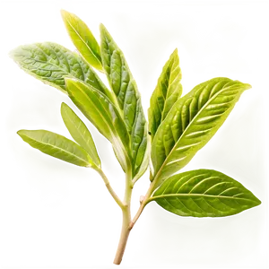 Healing Herb Png 06272024 PNG Image