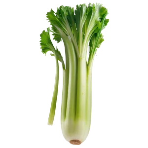 Healthy Celery Png 88 PNG Image