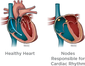 Healthy Heartand Cardiac Rhythm Nodes PNG Image