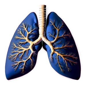 Healthy Lung Image Png Acd30 PNG Image