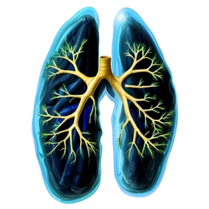 Healthy Lungs Illustration Png 05232024 PNG Image