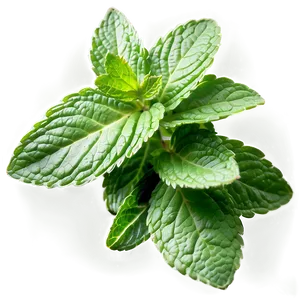 Healthy Mint Leaves Png Gkn PNG Image