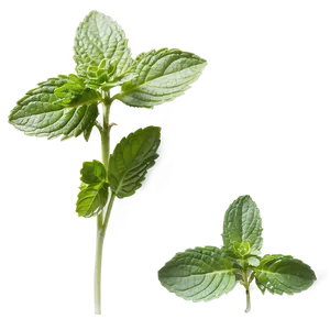 Healthy Mint Leaves Png Hip PNG Image