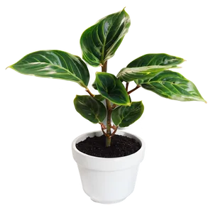 Healthy Small Plant Png 47 PNG Image