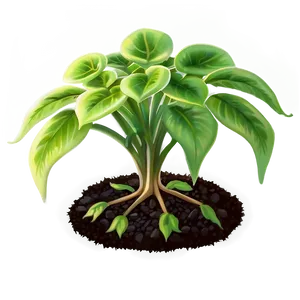 Healthy Small Plant Png Xts31 PNG Image