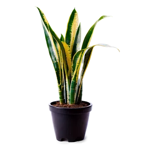 Healthy Snake Plant Png 06122024 PNG Image