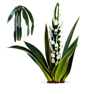 Healthy Snake Plant Png Xgk PNG Image