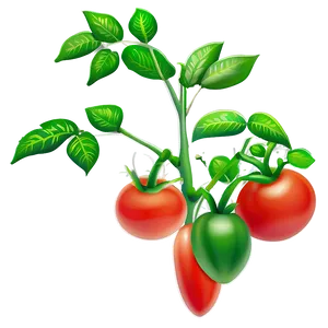 Healthy Tomato Plant Png 21 PNG Image