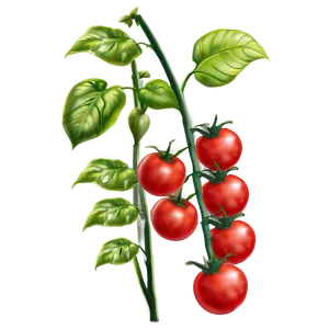 Healthy Tomato Plant Png Xkf PNG Image